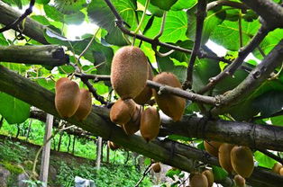 和平獼猴桃熟了，國家地理標志產品火熱上市