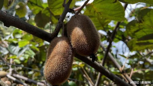 修文獼猴桃甜蜜上市，10萬噸貨源緊俏欲購從速