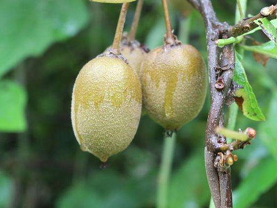 四川宜賓 野生獼猴桃助脫貧，產業振興惠民生