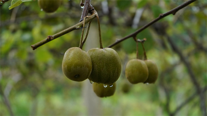 貴州岑鞏紅心獼猴桃走俏市場，訂單銷售模式助力果農“不愁賣”