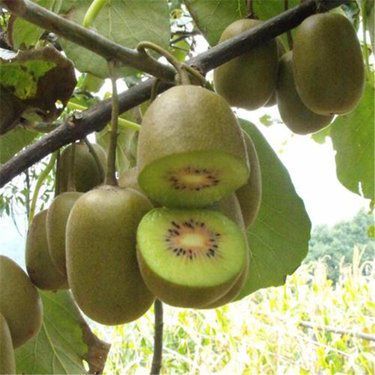 紅心獼猴桃百科 營養價值、選購指南與市場銷售前景