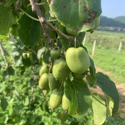 軟棗獼猴桃市場探秘 遼寧岫巖產地直供，10元/斤批發價背后的產業機遇