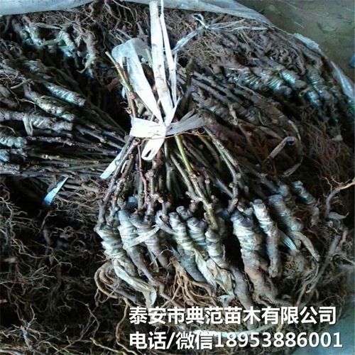 布魯諾獼猴桃苗市場全解析 銷售渠道、價(jià)格與產(chǎn)業(yè)發(fā)展