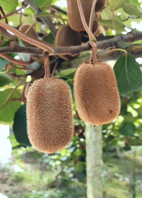 銷量遙遙領(lǐng)先的「嗨生鮮」修文獼猴桃 優(yōu)選山地小種的獨特魅力