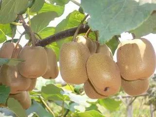 獼猴桃市場觀察 產(chǎn)量增價格降，經(jīng)銷商樂觀展望后市行情