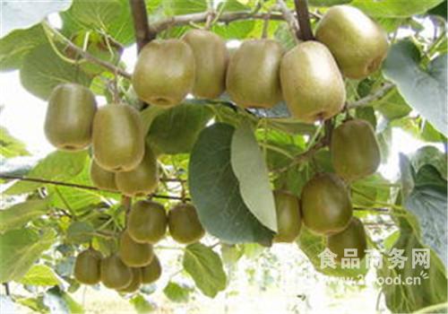 獼猴桃市場行情分析 熟粉價格走勢與產(chǎn)品報價參考